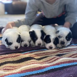 Australian Cattle Dog Puppies from Dry Valley Heelers