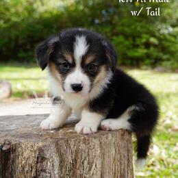 Remi 5 - Tail - Black and tan male Pembroke Welsh Corgi puppy in Straughn, Alabama from Magnolia Creek Corgis