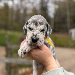 Brooks - Merle male Great Dane puppy in Beulah, Michigan from Northwood Euro Danes and Bassets