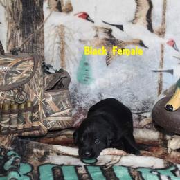 Labrador Retriever Puppies from Copper Creek Outfitters and Kennel