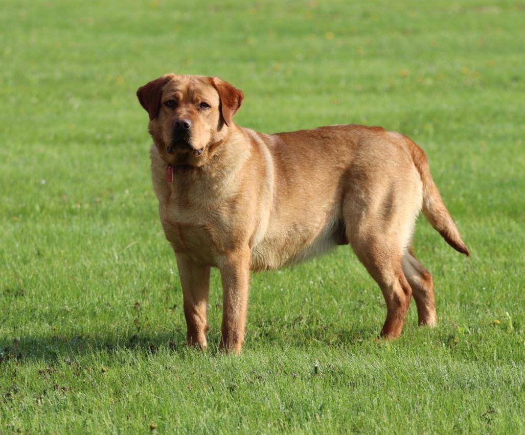 Oakley