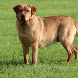 Oakley - Labrador Retriever