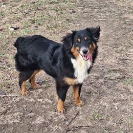 Ambrose - Black tri male Miniature Australian Shepherd puppy in Fairview, South Dakota from Dakota Toy Aussies