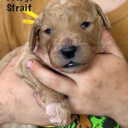 George Strait - Cream male Goldendoodle puppy in Lancaster, Minnesota from North Star Dog Training