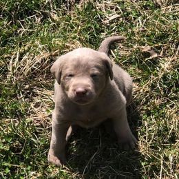 Dilute Retrievers from Carter Labradors