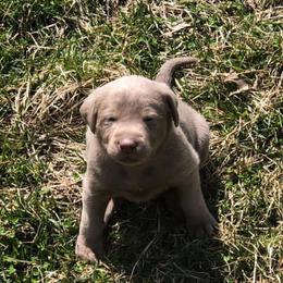 Dilute Retrievers from Carter Labradors