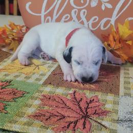 Hunter - White and black male Dalmatian puppy in Grant, Michigan from Savannah Woltanski