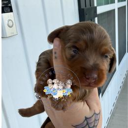 Briar - Dapple male Dachshund puppy in Cave City, Kentucky from Mammoth Cave Dachshunds