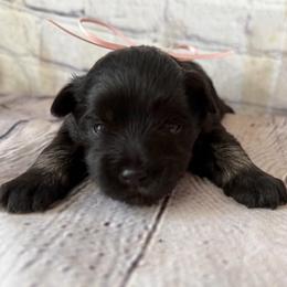 Eva - Salt and pepper female Miniature Schnauzer puppy in Newark, Ohio from Tuckered Out Schnauzers