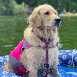 Golden Retrievers from Monica's Golden Retrievers