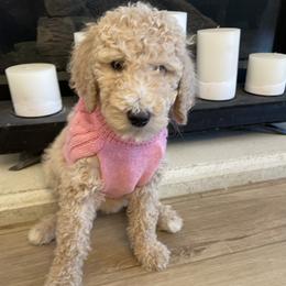 Gracie - Cream female Poodle puppy in Calimesa, California from Coriander Pups