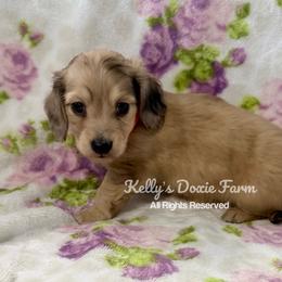 Shaded Cream Male Longhair Orange Collar - Cream male Dachshund puppy in Cleveland, Tennessee from Kelly's Doxie Farm
