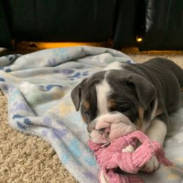 Bulldog and French Bulldog Puppies from Blues City Bulldogs