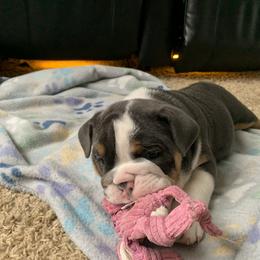 Bulldog and French Bulldog Puppies from Blues City Bulldogs