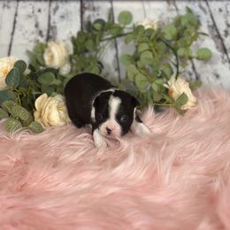 Boston Terrier Puppies from Dixe Hill Dogs