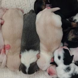 Pugs from Sundance Pugs