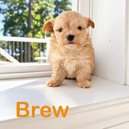 Brew - Apricot male Maltipoo puppy in Wilson, North Carolina from Cedar Creek Doodles