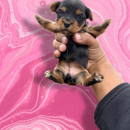 Pink - Black and tan female Yorkshire Terrier puppy in Pomona, California from Lunio's Yorkies