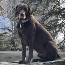 Tucker - German Shorthaired Pointer