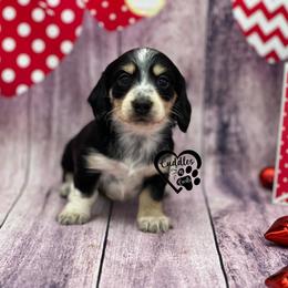 Luna - Black and cream female Dachshund puppy in Nashville, Arkansas from Cuddles n Curls