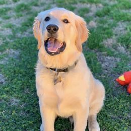 Golden Retrievers from Warwick’s Central California Goldens