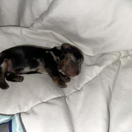 Bailey - Dapple male Dachshund puppy in Westport, Kentucky from Lonestar Creek Farm