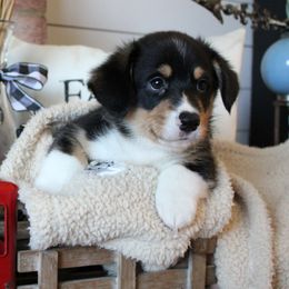 Happy - Black and tan male Pembroke Welsh Corgi puppy in Purcellville, Virginia from Rhone River Farm Pembroke Welsh Corgis