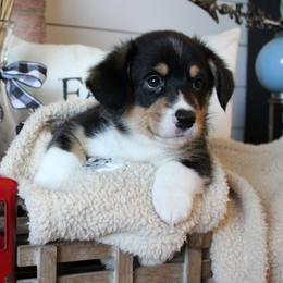Happy - Black and tan male Pembroke Welsh Corgi puppy in Purcellville, Virginia from Rhone River Farm Pembroke Welsh Corgis