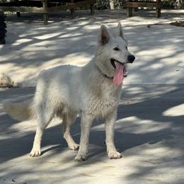Berger Blanc Suisse and German Shepherd Puppies from Scenic Creek German Shepherds and White Swiss Shepherds