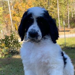 Mia Full AKC - Parti female Poodle puppy in Alpine, Alabama from Alpine Acres Poodles