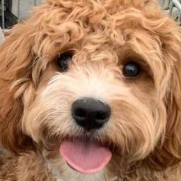 Cavapoos and Poodles from Cavapoo And Poodle Adore