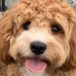 Cavapoos and Poodles from Cavapoo And Poodle Adore