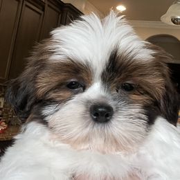 Shih Tzu Puppies from Shih Tzu Jewels of Cocoa