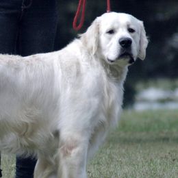 Storm - Golden Retriever