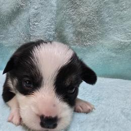 Pembroke Welsh Corgi Puppies from P2 Corgis | P-Squared Homestead