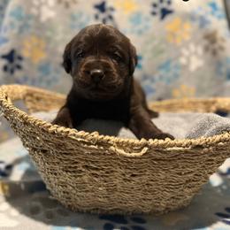 Yellow collar - Chocolate female Labrador Retriever puppy in Corning, California from Raven's Labradors