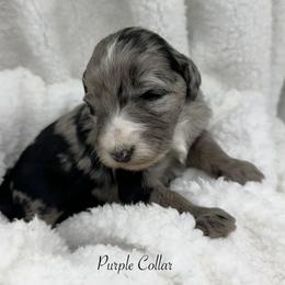 Purple Collar - Merle female Sheepadoodle puppy in Thornville, Ohio from Four Front Doodles & Friends