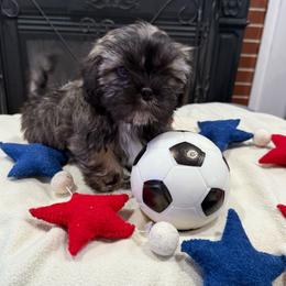 Rocket - Brown and white male Shichon puppy in Newington, Connecticut from Burton Creek Puppies