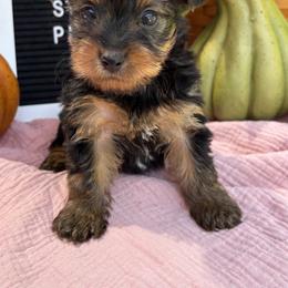 Tiny Girl 1 - Black and gold female Yorkshire Terrier puppy in Charleston, West Virginia from Mountain State Puppies