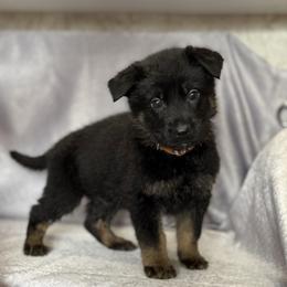 Torr - Brown Collar - Black and tan male German Shepherd puppy in Greenwood, Arkansas from West Haus Shepherds