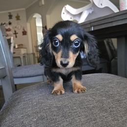 Boy 1 - Black and cream male Dachshund puppy in Lubbock, Texas from West Texas Dachshunds LLC