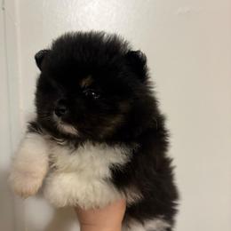 Spaz - Black male Pomeranian puppy in Denver, Colorado from Tiny Tornado Poms