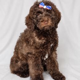 Holly - Chocolate female Double Doodle puppy in Cleveland, Tennessee from Edgewater Doodles & Designer Pups