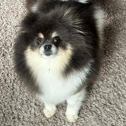 Meadow - Blue parti female Pomeranian puppy in Westminster, Colorado from VanityPom’s