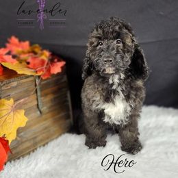 Hero - Black and tan male Cockapoo puppy in Mancelona, Michigan from Lavender poodles & doodles