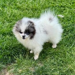 Male merle w blue eyes - Blue merle male Pomeranian puppy in Bourbonnais, Illinois from T & D Poms