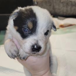 Athena - Blue female Australian Cattle Dog puppy in Colbert, Oklahoma from LoveAHeeler