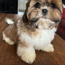 Boy 1 - Tricolor male Shih Tzu puppy in Stroudsburg, Pennsylvania from Puppyville Pa Shih Tzu & frenchies