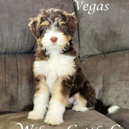 Vegas - Red tri-color female Aussiedoodle puppy in Lancaster, Minnesota from Wilson Cattle Co.