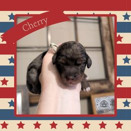 Cherry - Blue merle female Bernedoodle puppy in Whitesburg, Georgia from Asbury & Co Farms